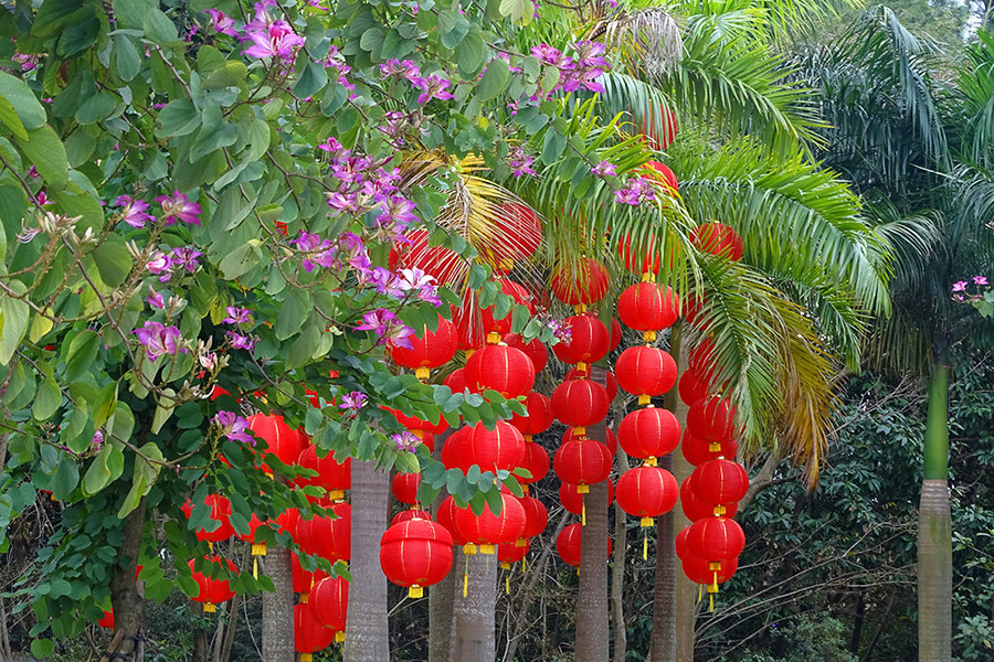 大红灯笼和花花草草