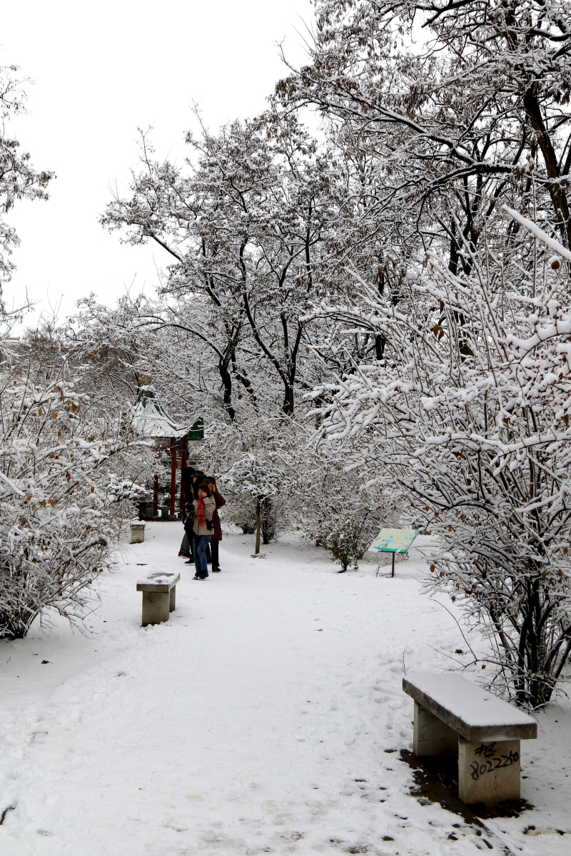 正月初六---雪景美如画 (共 10 p)