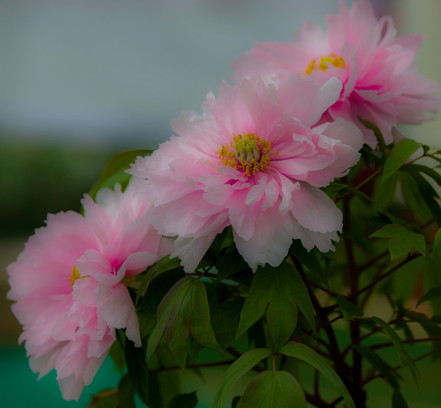 花开富贵