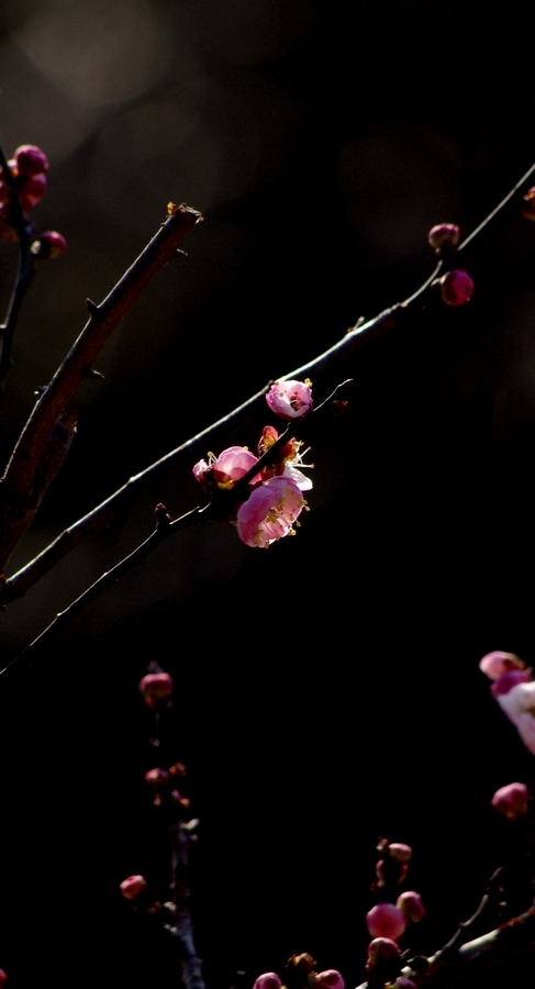 二拍梅花
