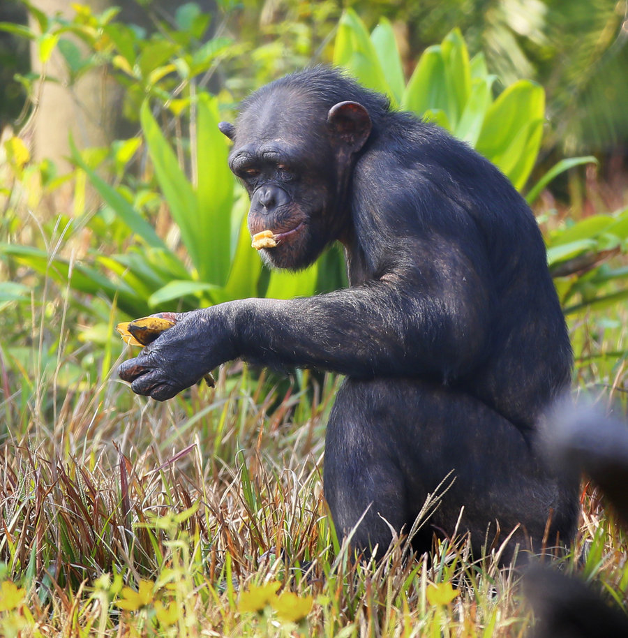 【大猩猩摄影图片】生态摄影_太平洋电脑网摄影部落