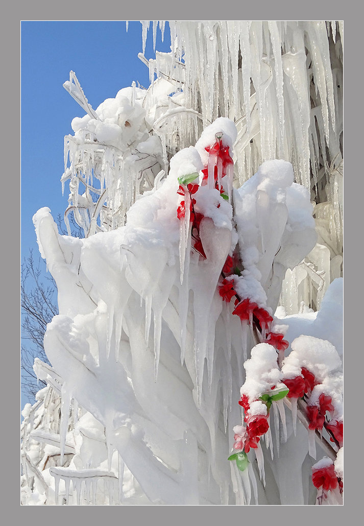 【踏雪寻梅】《已是悬崖百丈冰,犹有花枝俏》