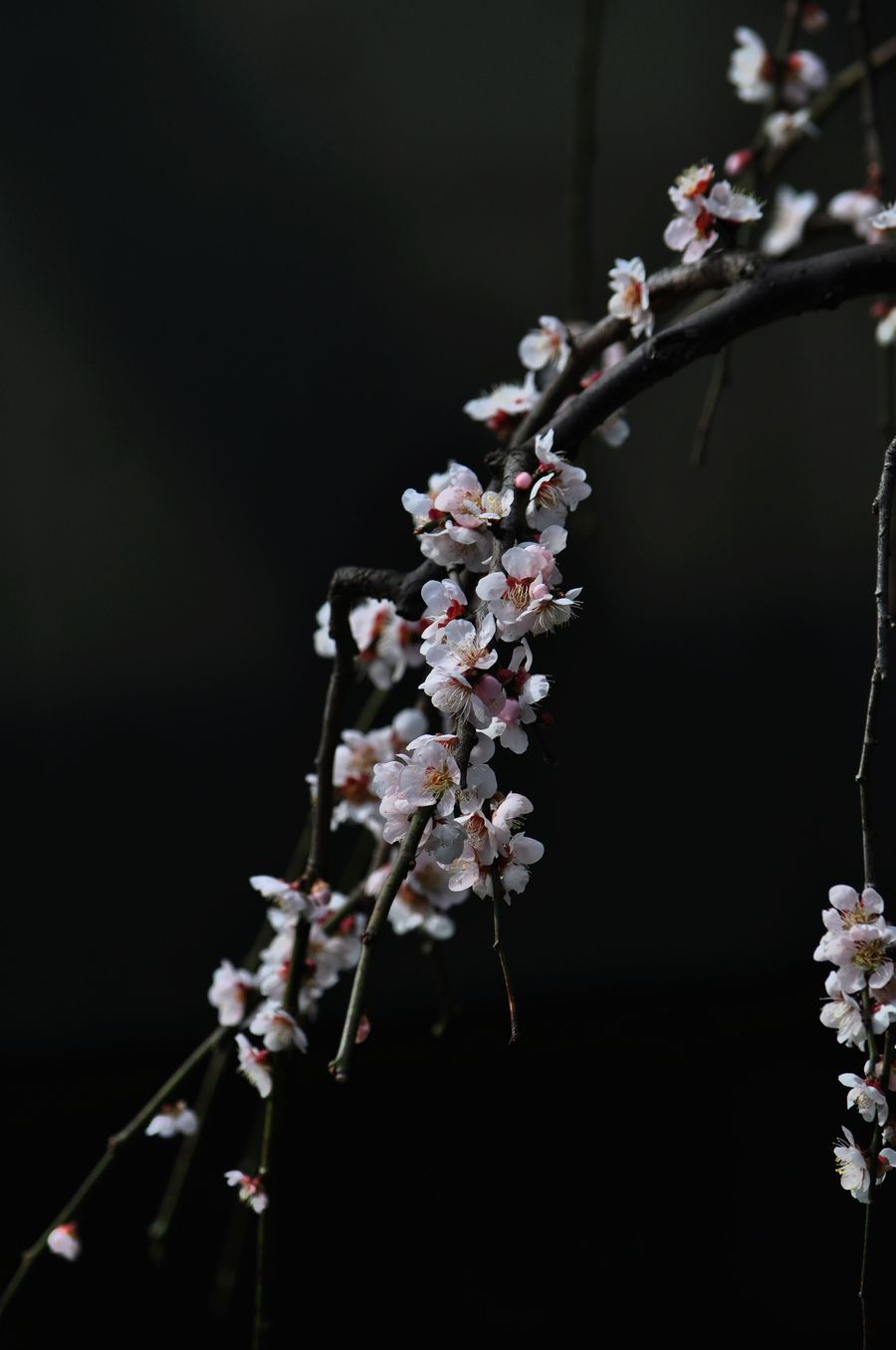 梅花迎春图