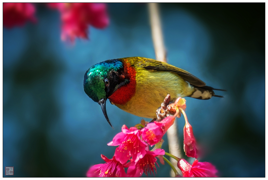 【蜂鸟摄影图片】生态摄影_太平洋电脑网摄影部落