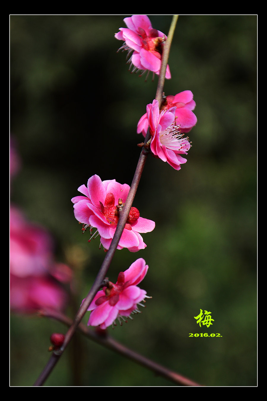 春天来了,梅花开了.