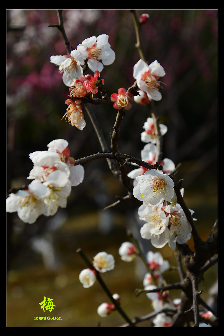 春天来了,梅花开了.