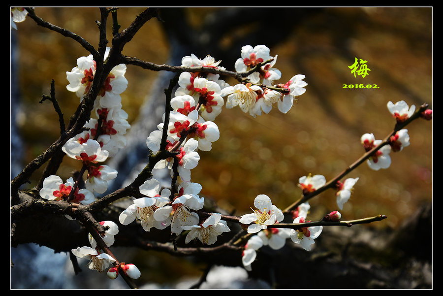 春天来了,梅花开了.