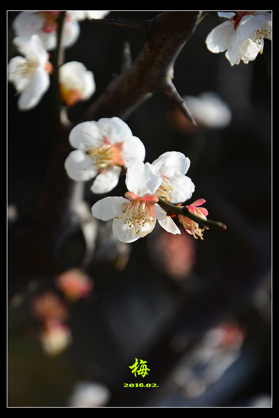 春天来了,梅花开了.