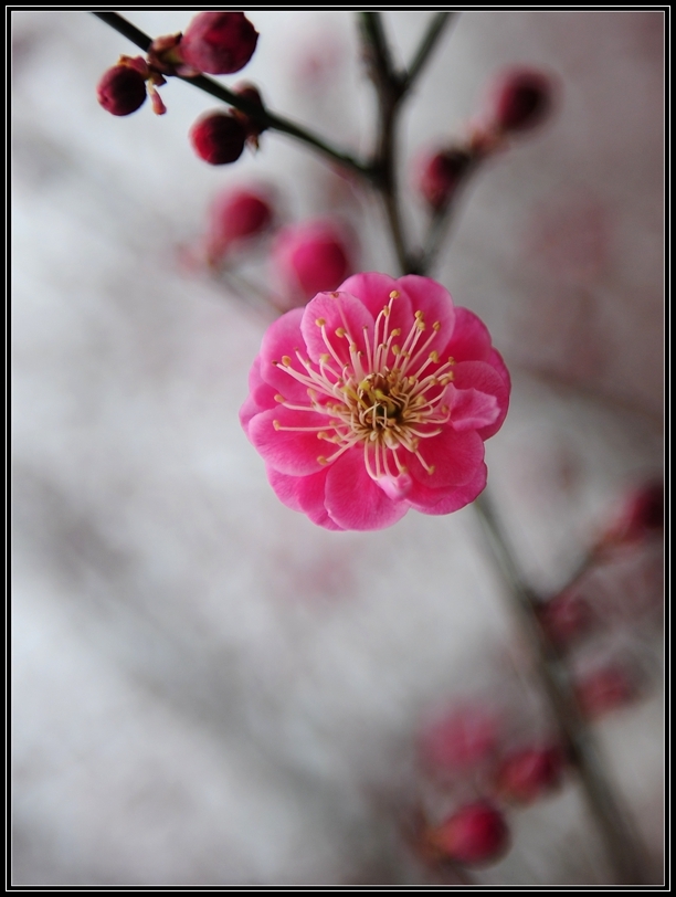 今年第一次拍红梅