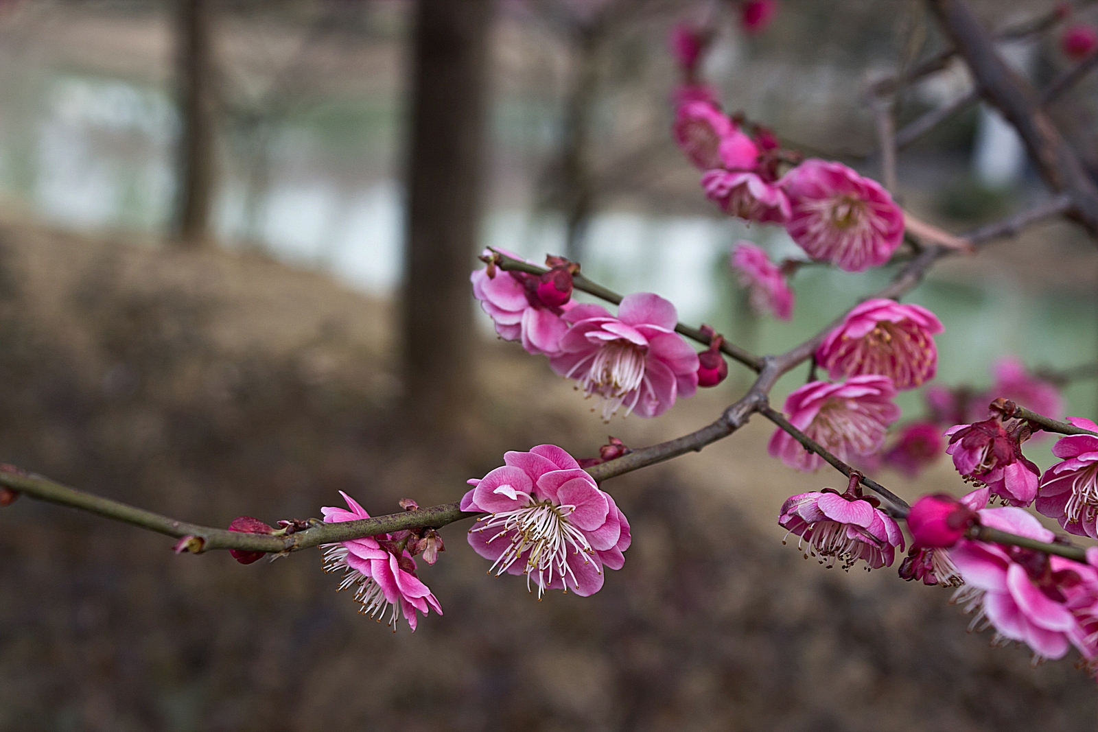 早春二月花盛开