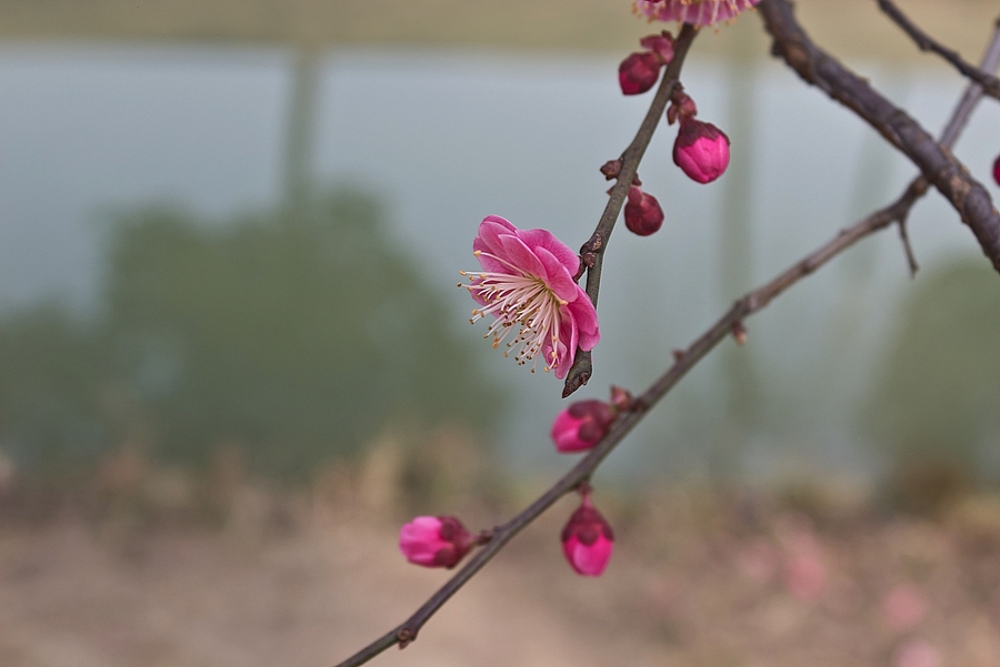 早春二月花盛开