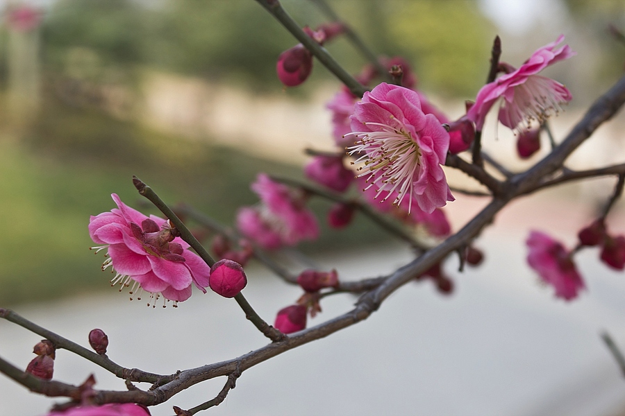 早春二月花盛开