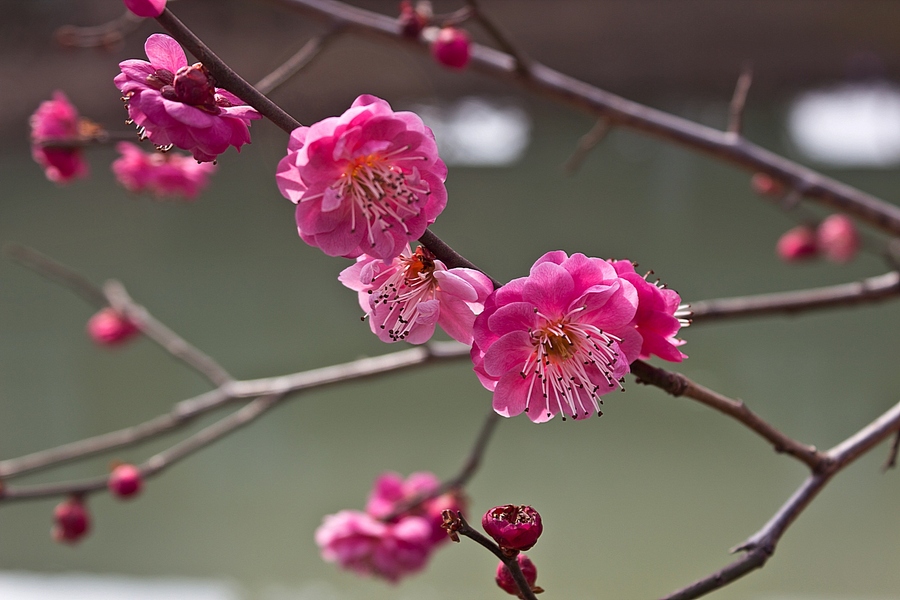 【早春二月花盛开摄影图片】生态摄影