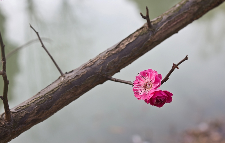 早春二月花盛开