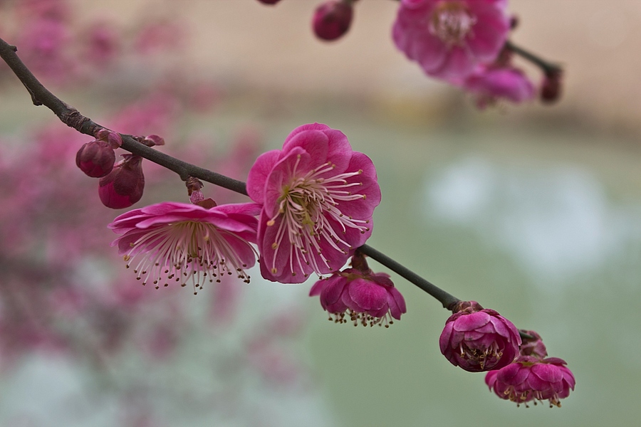 早春二月花盛开