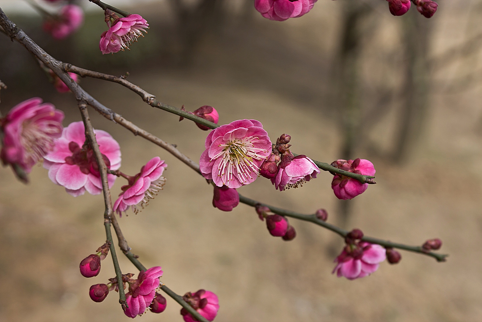 早春二月花盛开