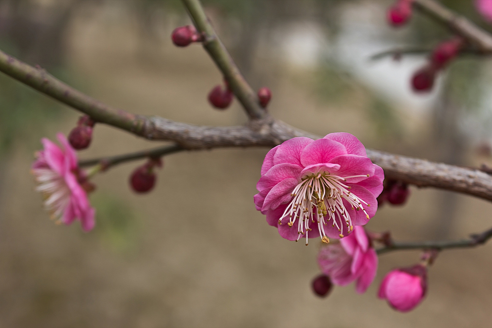 早春二月花盛开