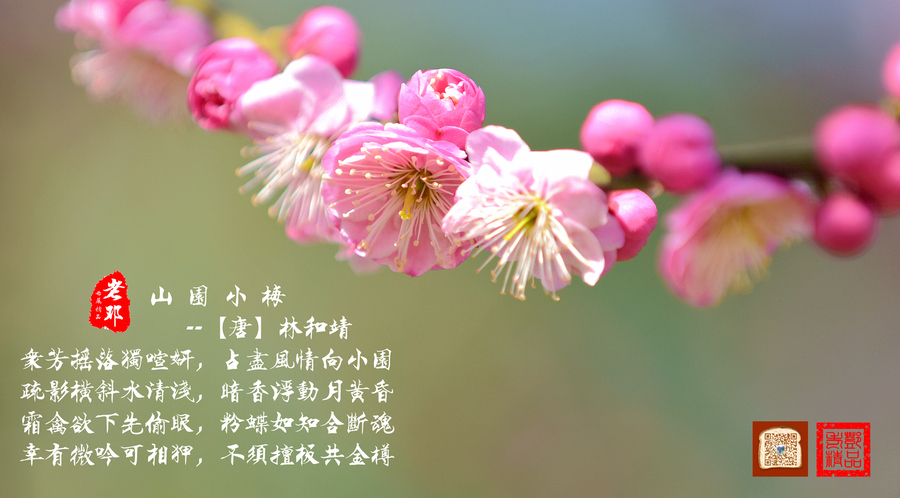 冬日暖阳下,梅园小拍