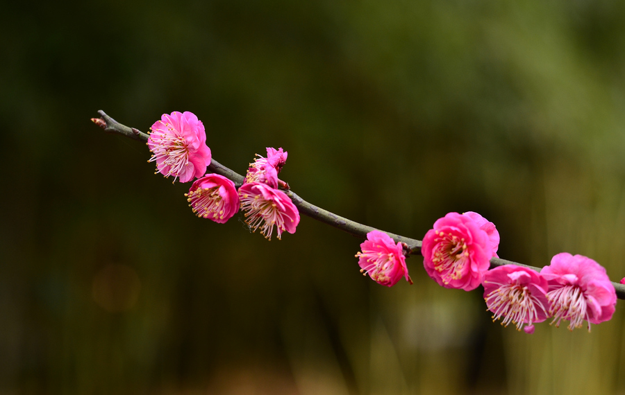 【植物园梅花摄影图片】生活摄影