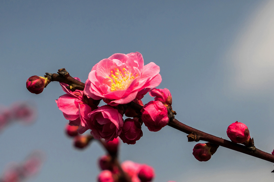 几片梅花