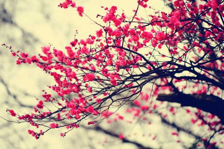 南京梅花山