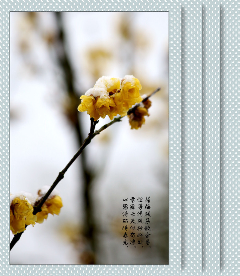 雪梅