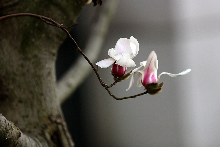 玉兰花开