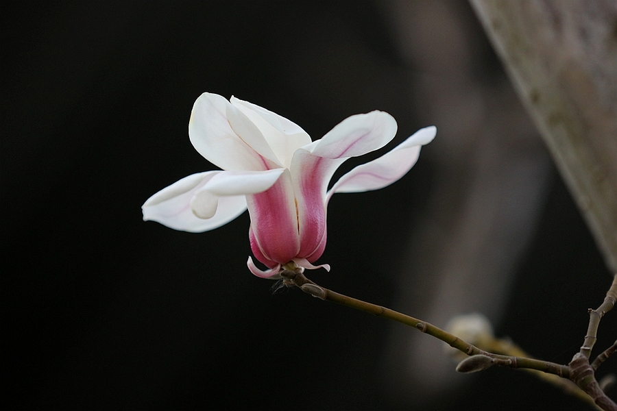 玉兰花开