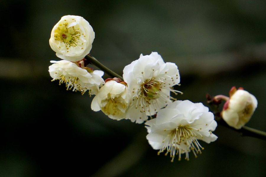 梅花盛开