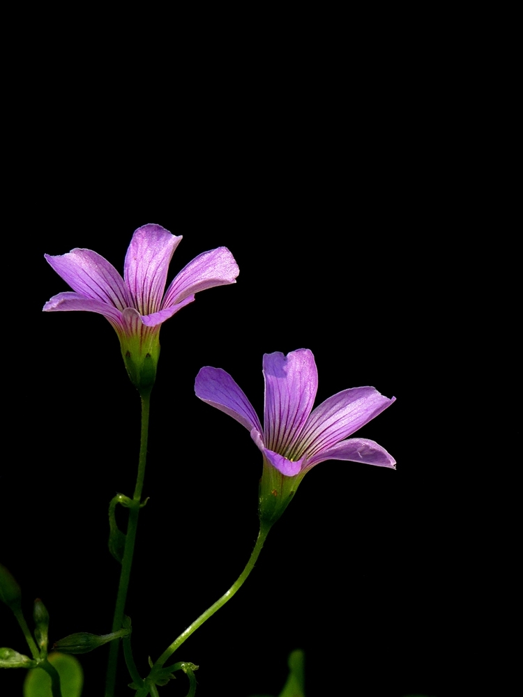 红花醡浆草