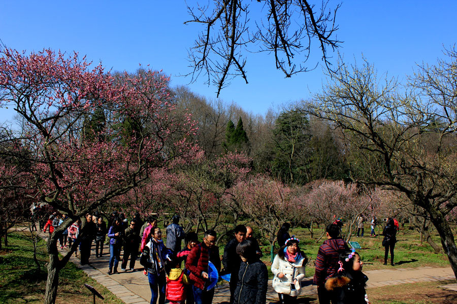 2016南京梅花山庄赏梅花