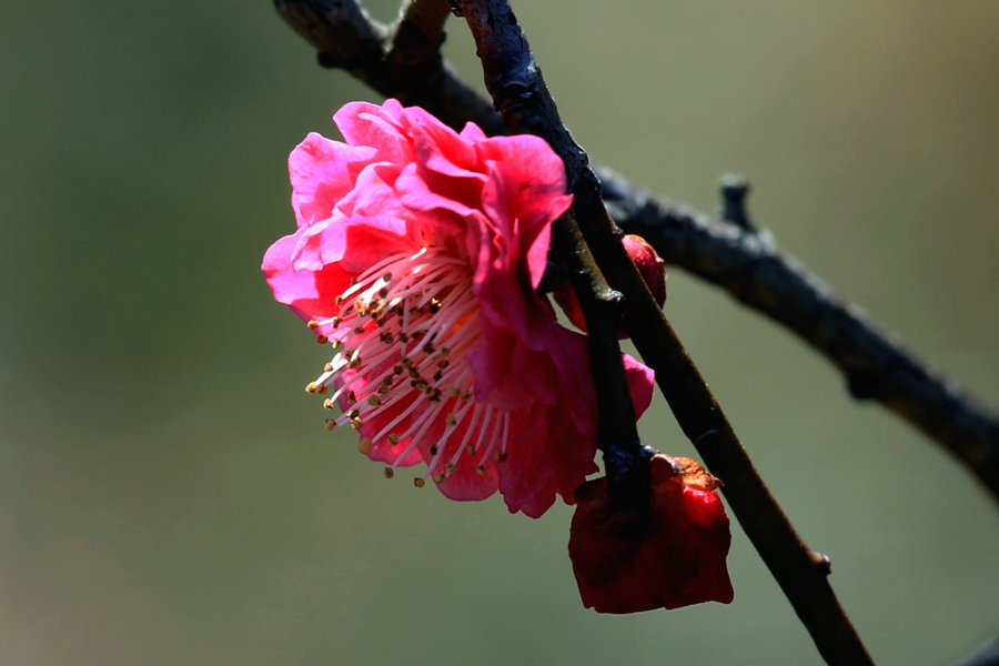 2016南京梅花山庄赏梅花