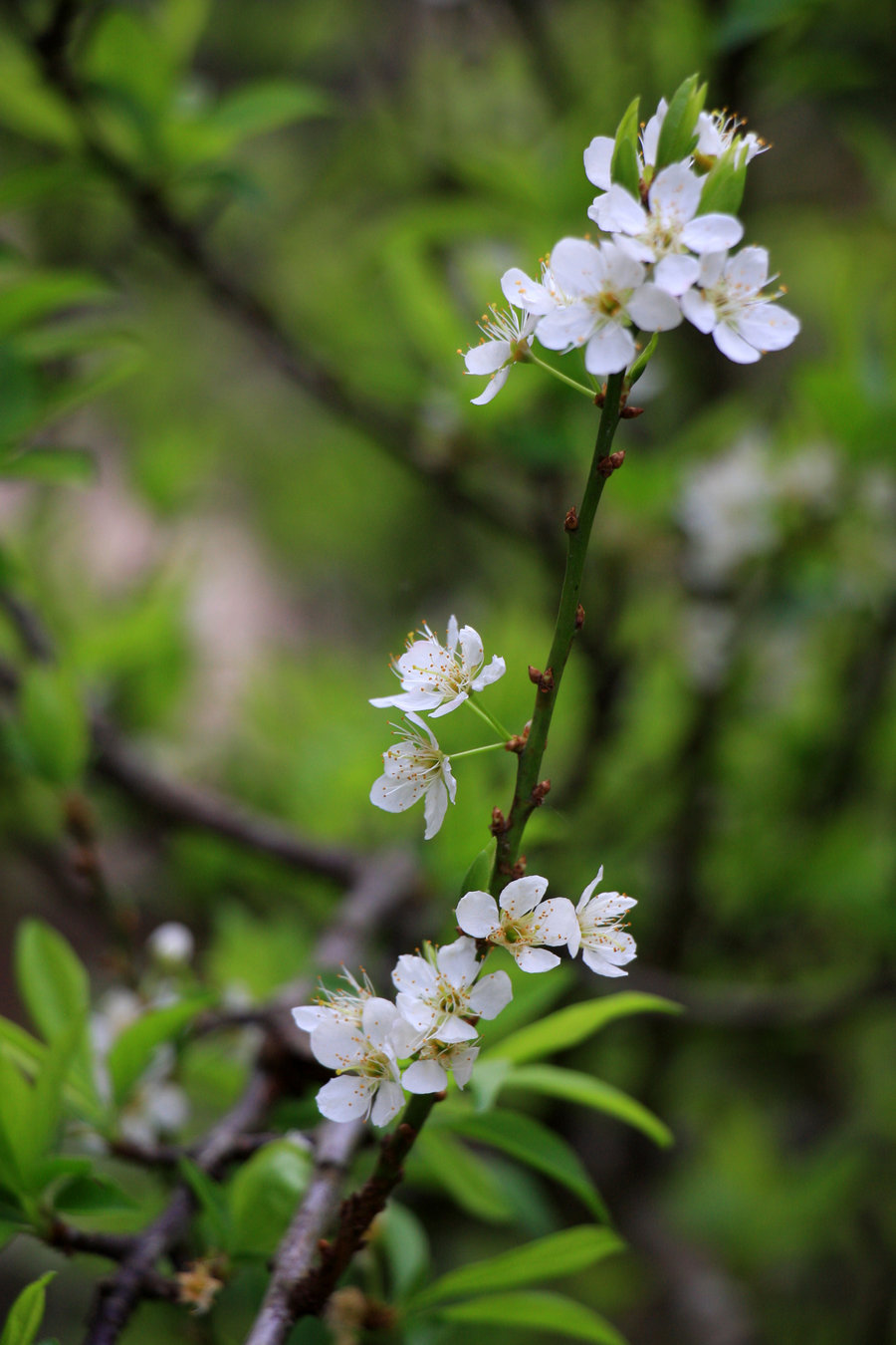 初春拍李花