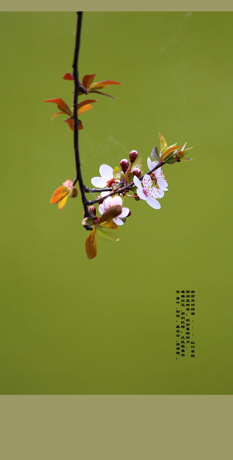 春花:红叶李