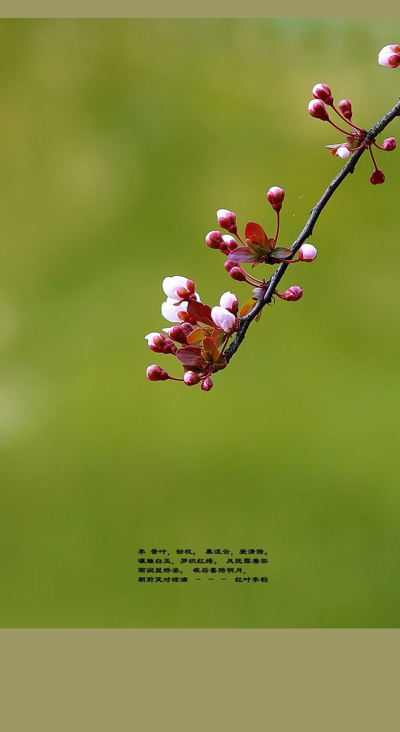 春花:红叶李