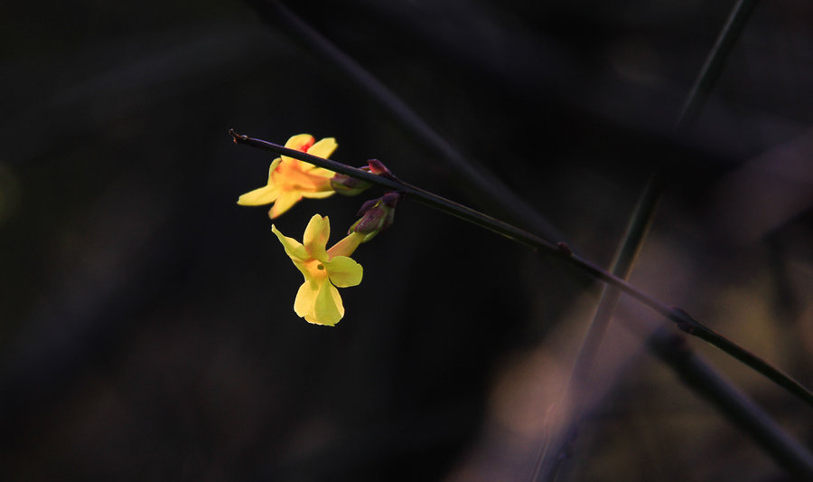 二月迎春花