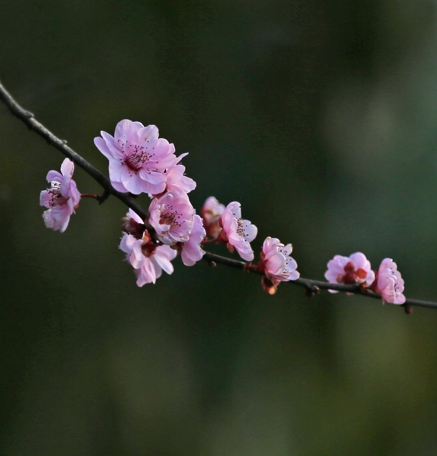 早樱花