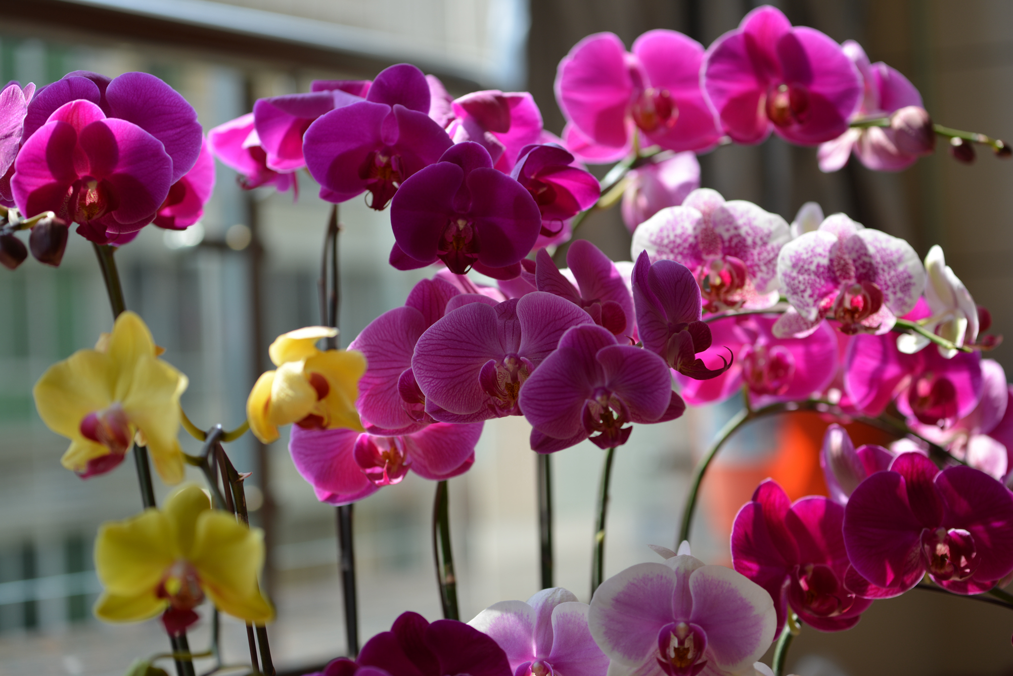 春节家里鲜花随拍