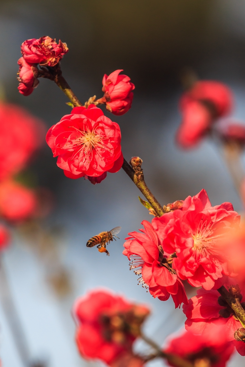 桃花盛开蜂正忙 (共p)