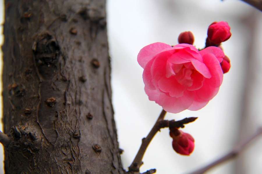 初春花姿俏