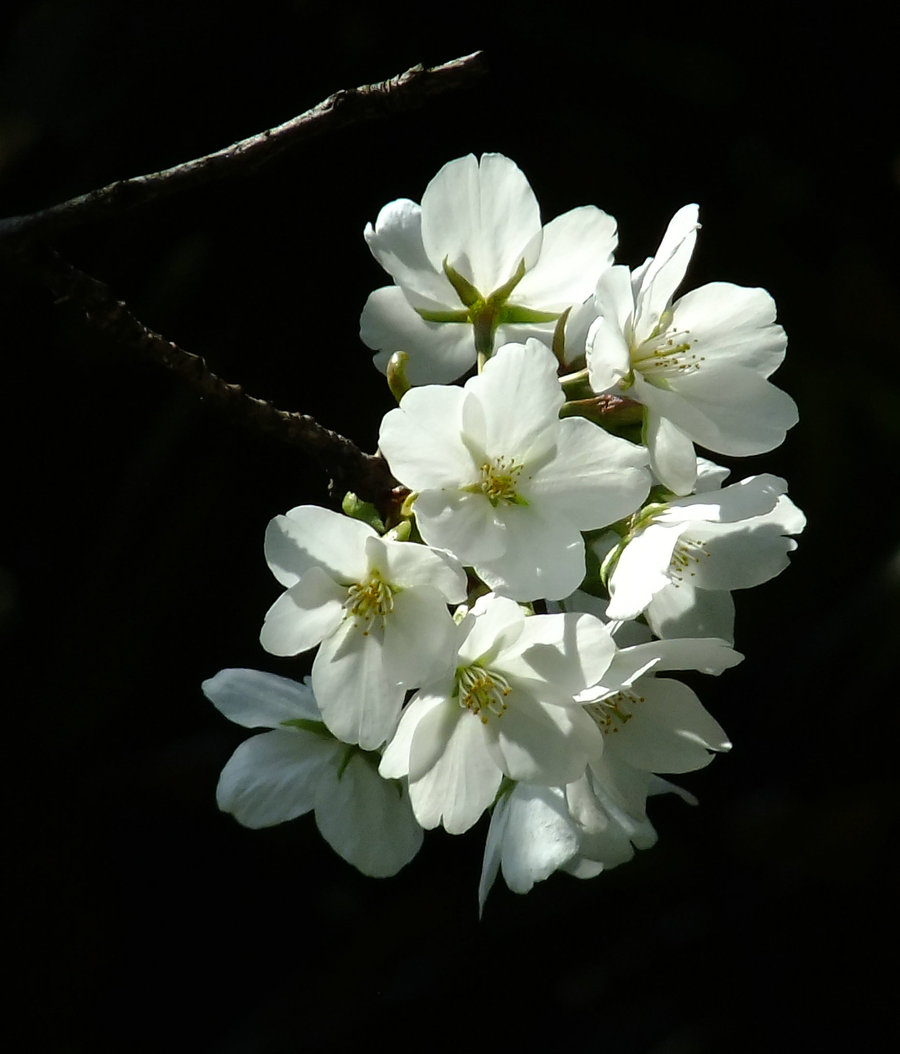 白樱花