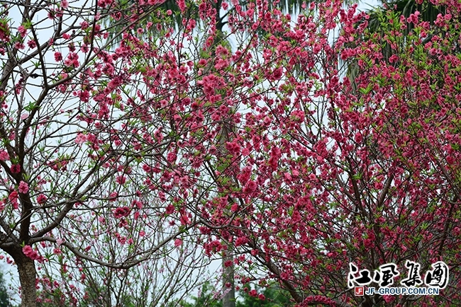 【桃花朵朵开 | 广州番禺南村七星岗公园摄影图