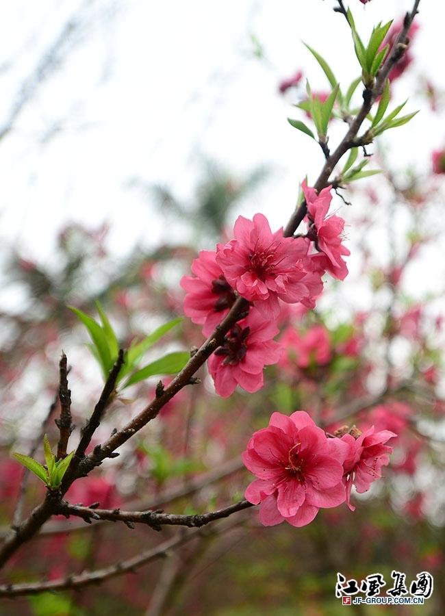 【桃花朵朵开 | 广州番禺南村七星岗公园摄影图