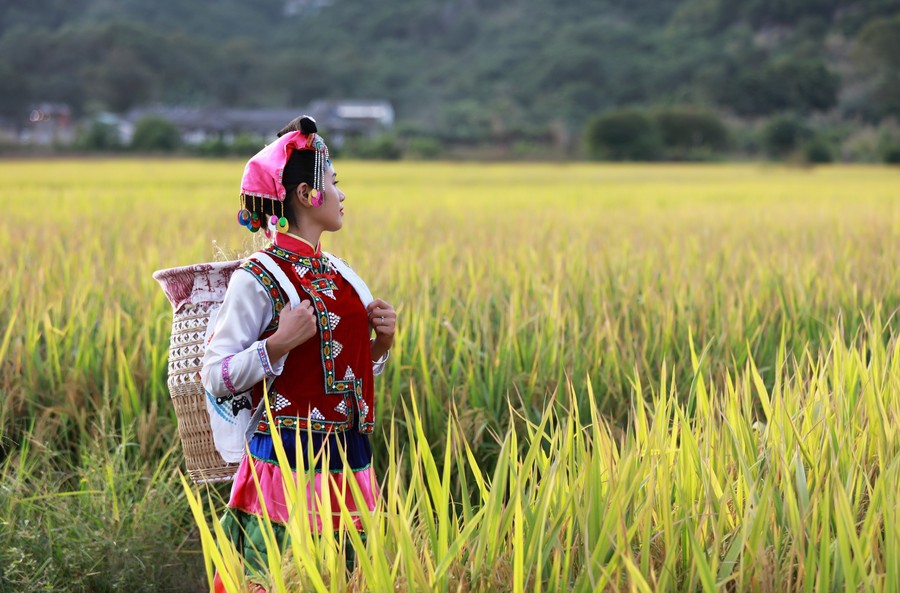 【美女稻田摄影图片】美女旅游摄影割蛋被风光图片