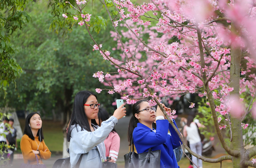 再拍樱花