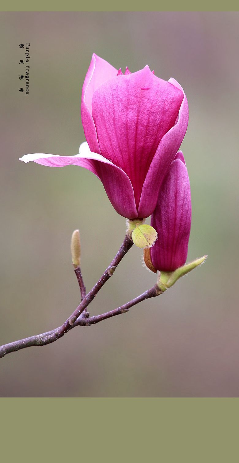 紫玉兰之春