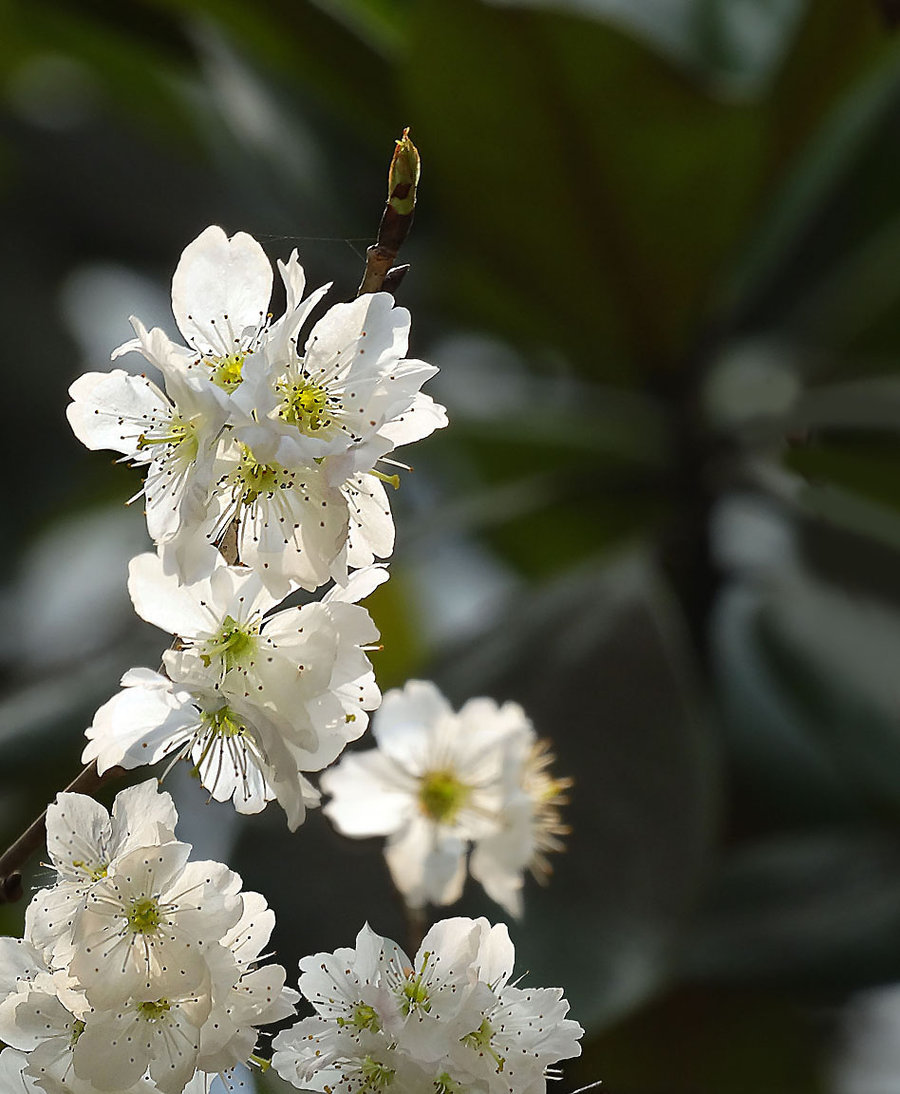 樱桃花