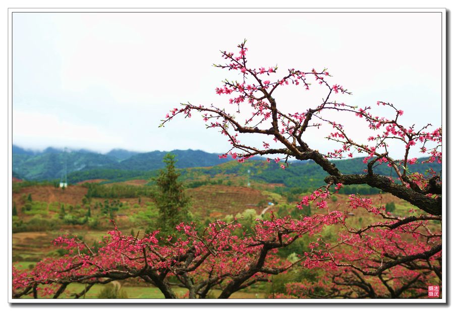 鹰嘴桃花