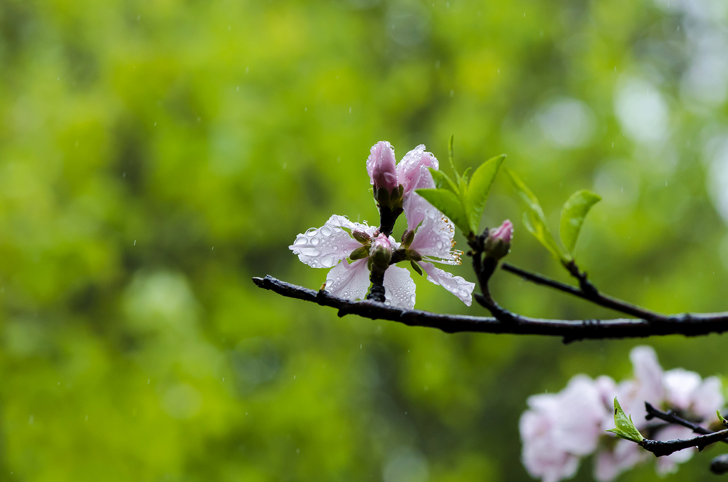 默看春雨湿桃花-2016年3月