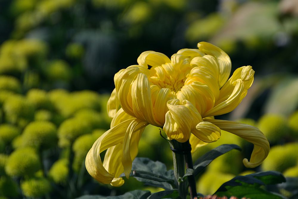 【迟开的菊花】